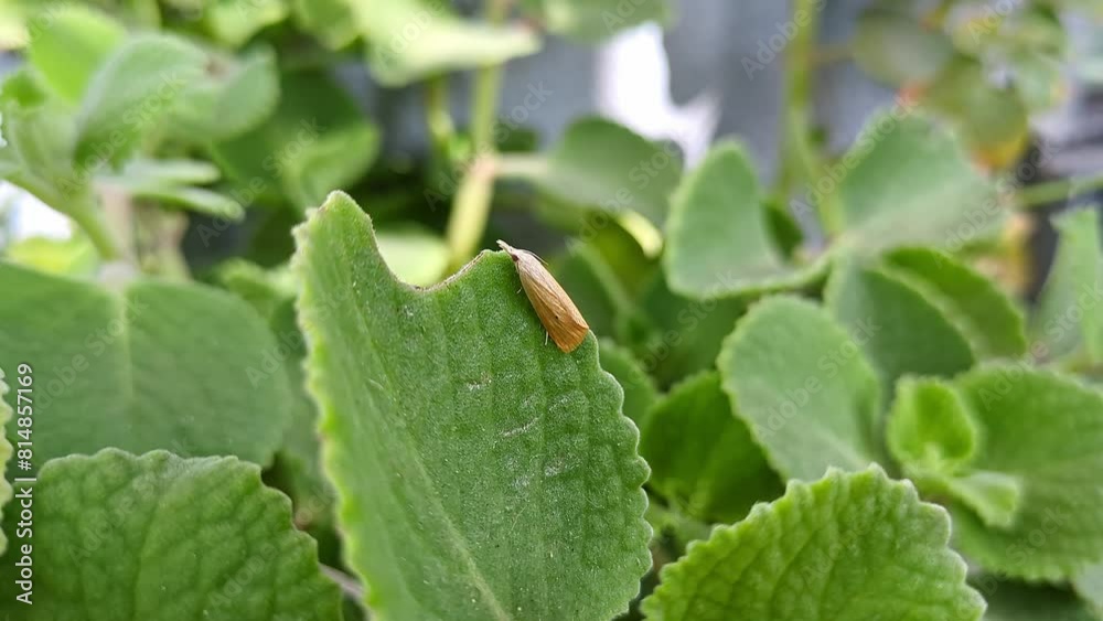 Macro view of Scirpophaga incertulas or rice yellow stem borer perched on ajwain leaf Macro view of Scirpophaga incertulas or rice yellow stem borer perched on ajwain leaf