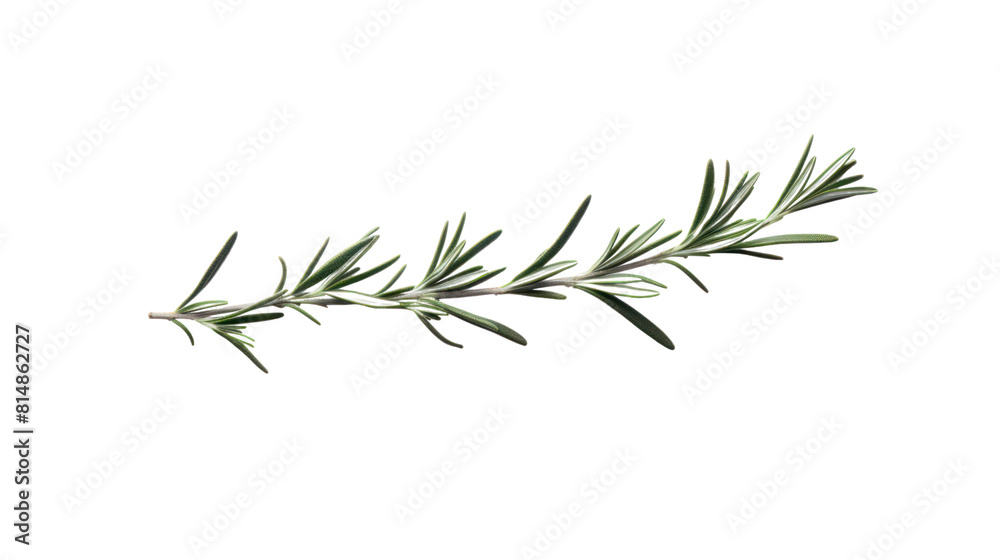 fresh rosemary leaves isolated on transparent and white background.PNG image. fresh rosemary leaves isolated on transparent and white background.PNG image.