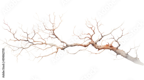 dry branch from a towering dead tree,isolated on transparent and white background.PNG image. © CStock