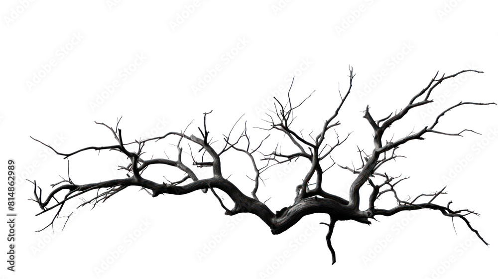 Obraz premium dry branch from a towering dead tree,isolated on transparent and white background.PNG image.