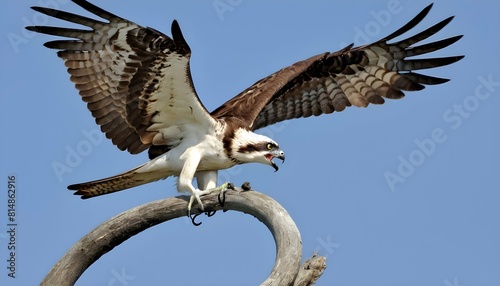 A fierce icon of an osprey with a fish in its talo upscaled_3 photo