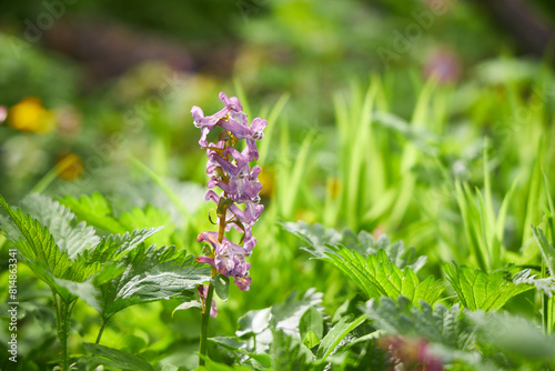 Flowering green forest