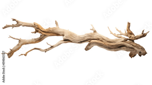 dry branch from a towering dead tree,isolated on transparent and white background.PNG image. photo