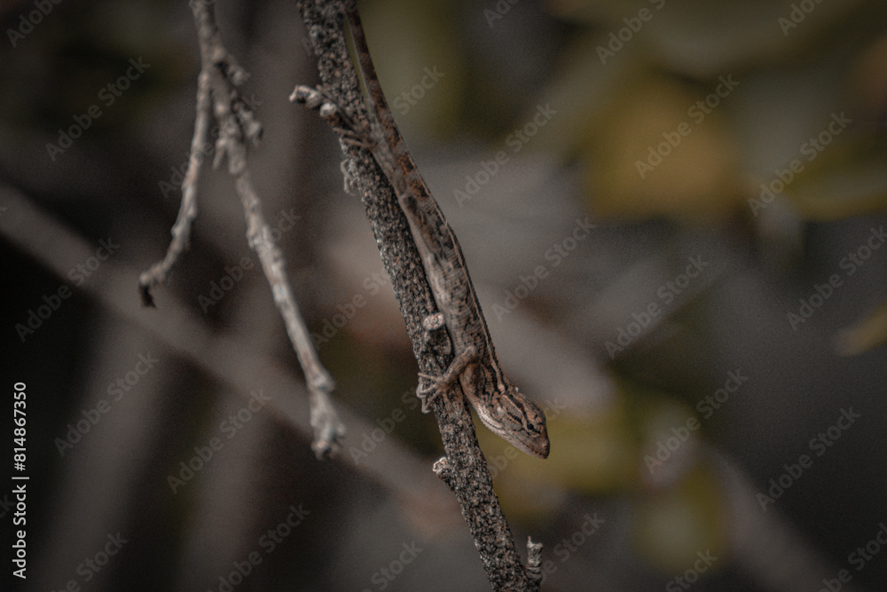 Close Up Phot Of A Lizard On A Twig