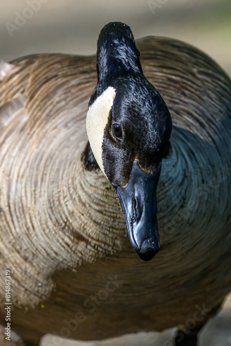 Closeup of the head of a Canada Goose (Branta canadensis) in Michigan, USA.