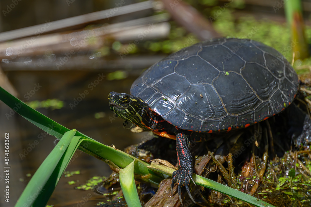 Obraz premium A painted turtle (Chrysemys picta) out of the water in Kensington Metropark, Michigan, USA.