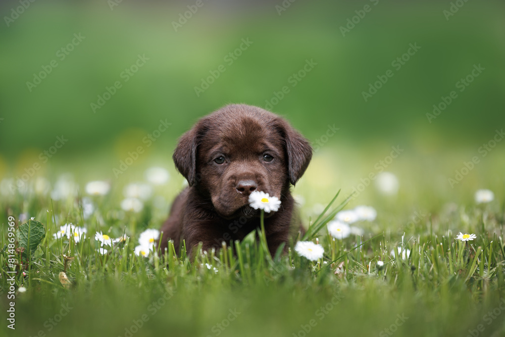 cute chocolate labrador puppy lying on grass in summer cute chocolate labrador puppy lying on grass in summer