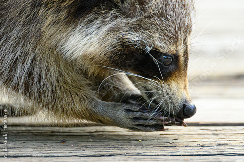 A closeup of the face of a young Raccoon (Procyon lotor) eating birdseed on a boardwalk in the daytime in Michigan, USA.