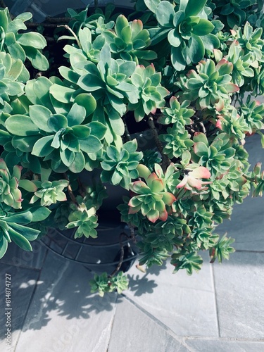 Pianta di Sedum Palmeri in balcone. Pianta succulenta perenne decorativa. Concetto di giardinaggio. photo