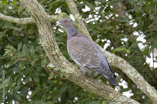 Picazuru Pigeon  (Patagioenas picazuro)