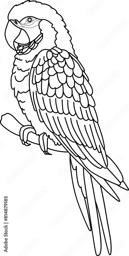 Parrot Bird Doodle Parrot Bird Doodle