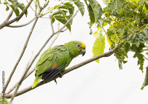 Yellow-crowned Parrot (Amazona ochrocephala)