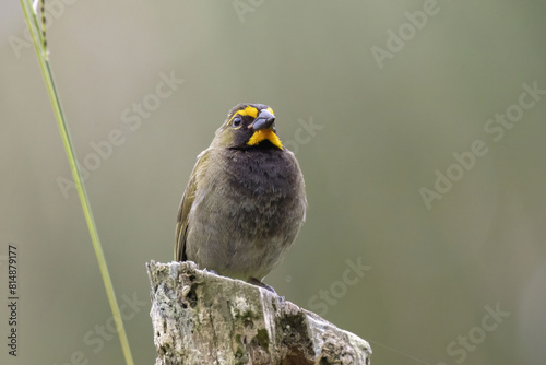 Yellow-faced Grassquit (Tiaris olivaceus)