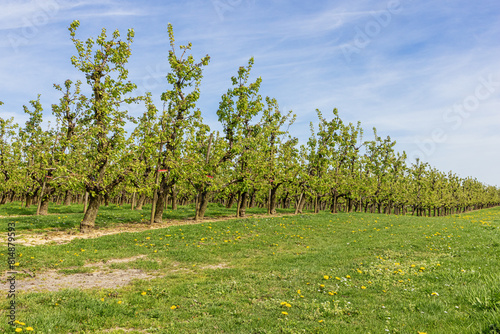 Pear orchard in the early spring, near the Liege area, famous for its syrup