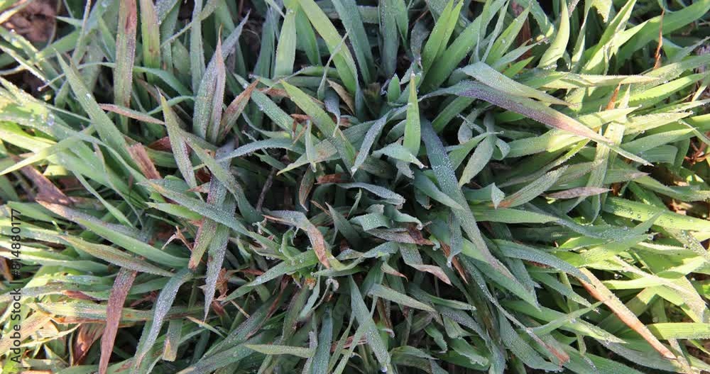 Small water drops on the beautiful green grass, with the beautiful morning sunlight. Small water drops on the beautiful green grass, with the beautiful morning sunlight.