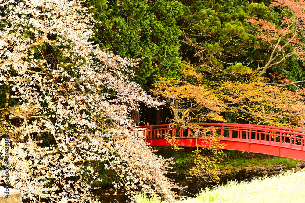 Fototapeta premium 佐渡島にあった橋と華