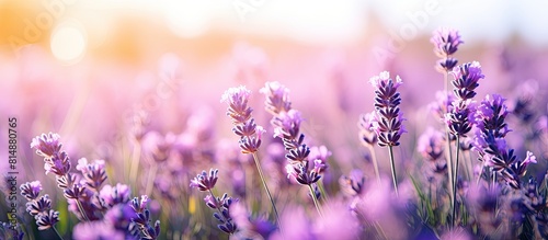 A beautiful lavender field bathed in the morning sunlight with trendy neon colors adding a vibrant touch The soft hues create a lovely spring lavender background while the flowers add a captivating e