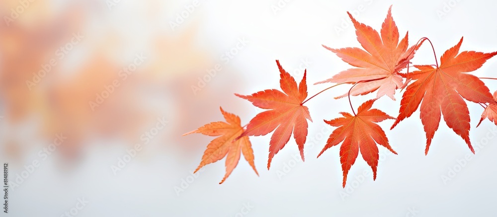 Close up macro photography of stunning maple leaves in the foreground with a soft out of focus white background creating a captivating copy space image with rich texture Close up macro photography of stunning maple leaves in the foreground with a soft out of focus white background creating a captivating copy space image with rich texture