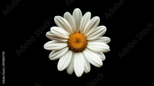 A beautiful flower on a black background. A daisy of white color in close-up. Nature Wallpaper