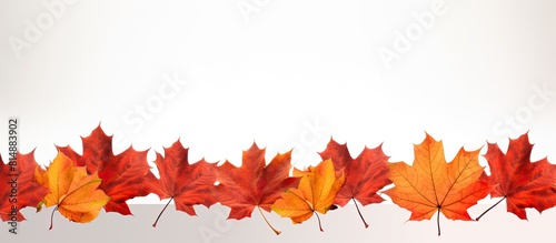 An image featuring a border of maple leaves with empty space in the center for copy