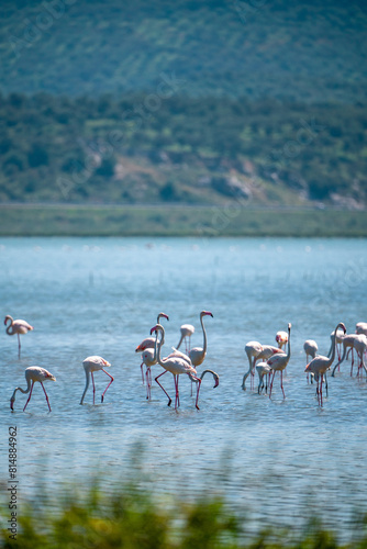 Captivating Flamingo Ballet in Albanian Lagoons