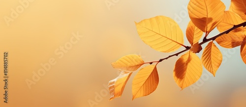 Autumn leaves on a branch fragment with a yellowed hue offering a delightful copy space image