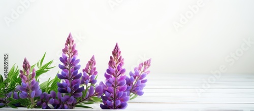 Image of a lupine flower against a white wooden backdrop with space for text or other elements. Copyspace image