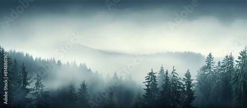 Misty forest with pine trees creating a scenic copy space image © StockKing
