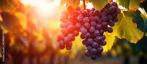 A picturesque sunrise illuminates wine grapes in a serene vineyard creating a stunning image with copy space