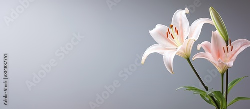 A serene white and pink lily stands out gracefully against a subtle grey backdrop creating an elegant copy space image