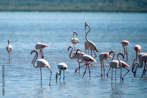 Captivating Flamingo Ballet in Albanian Lagoons