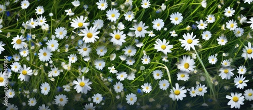 Top view of a meadow showcasing white daisies and Bird s eye Speedwell with Bellis perennis and Veronica chamaedrys Copy space image photo