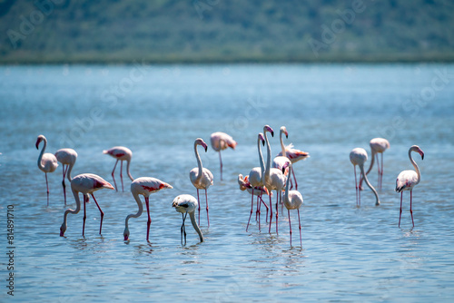Captivating Flamingo Ballet in Albanian Lagoons