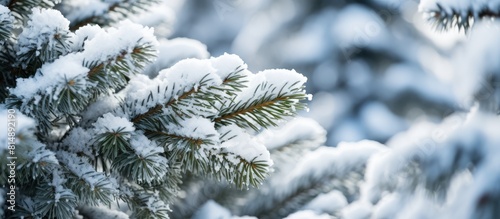 A snow covered fir tree in a closeup view providing the perfect copy space image for adding text © StockKing