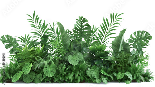 Green leaves of tropical plants bush floral isolated on a white background
