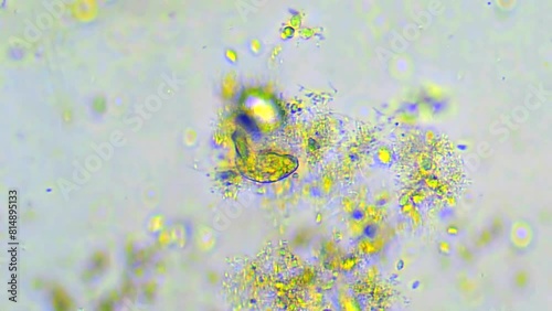 Polymorph microorganism under microscope. Organisms Unicellular. Funny observation