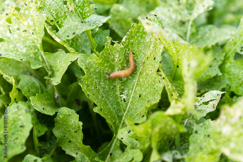 pests of the garden, slugs on arugula, snails eat the crop