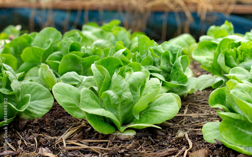 Beautiful organic Mini Cos or Green Oak Lettuce garden on the soil growing, Agriculture bio production concept.Non chemicals Beautiful organic Mini Cos or Green Oak Lettuce garden on the soil growing, Agriculture bio production concept.Non chemicals