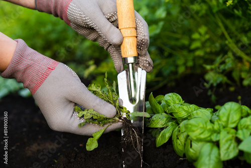 weed removal in a garden with a long root, care and cultivation of vegetables, plant cultivation, weed control, root remover in the hands of a gardener