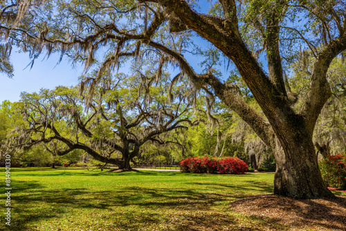 Beautiful landscape of oak trees and azalea in Monks Corner, South Carolina, USA