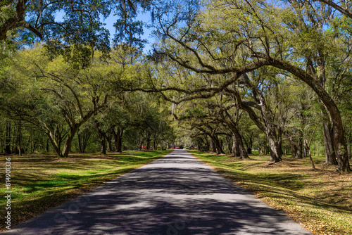 Oak tree lined road in Monks Corner, South Carolina, USA