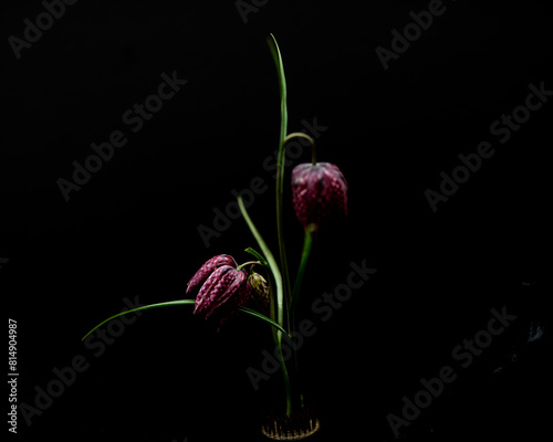 snakeshead fritillary photo