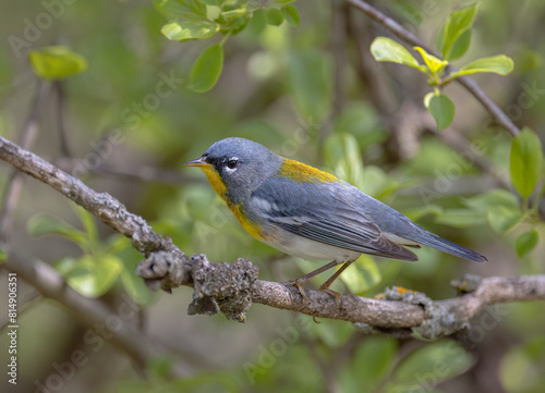 Northern Parula warbler perched on branch in spring in Ottawa, Canada