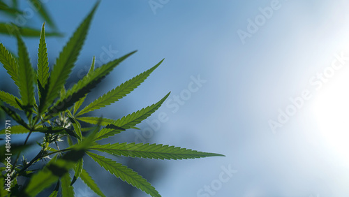 A plants of hemp on a background of blue sky. Selective focus.