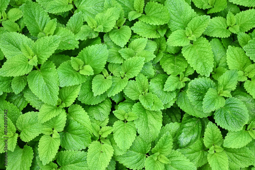 Perennial herbaceous plant in the mint family - Lemon balm, Melissa in the garden bed Perennial herbaceous plant in the mint family - Lemon balm, Melissa in the garden bed