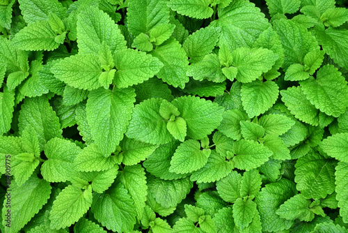 Perennial herbaceous plant in the mint family - Lemon balm, Melissa in the garden bed photo