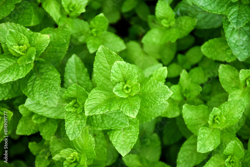 Papier peint Young and fresh spearmint, Garden mint, Spear mint, Bush mint, Menthol Mint in the garden bed
