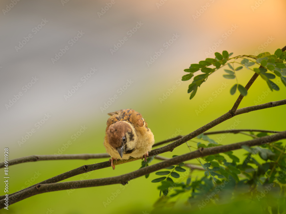 Eurasian tree sparrow was on a branch looking at the person below him Eurasian tree sparrow was on a branch looking at the person below him