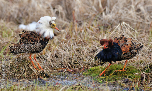 love dance of two ruffs in tundra