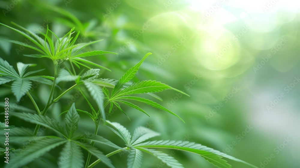 Detailed view of marijuana leaves thriving in a lush green field Detailed view of marijuana leaves thriving in a lush green field